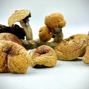 Bulk Magic Mushrooms Online