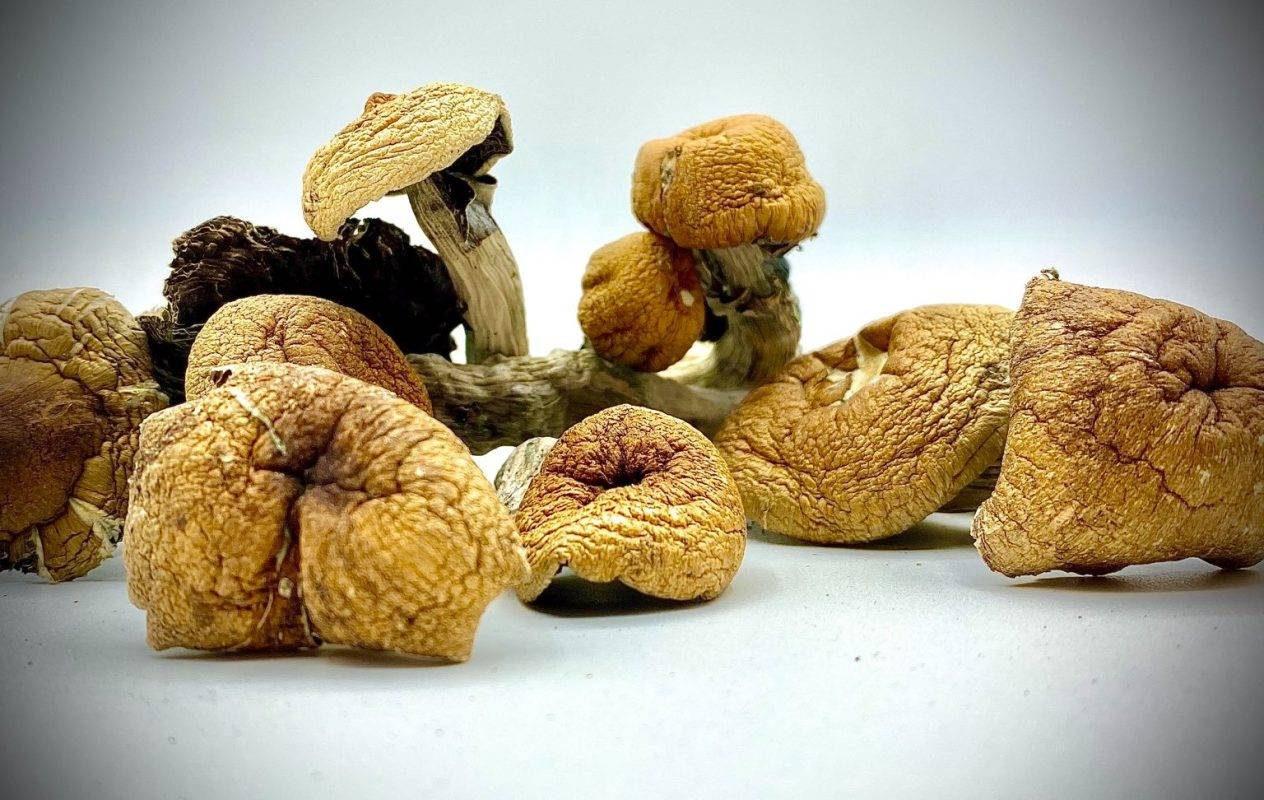 Bulk Magic Mushrooms Online